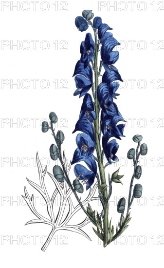 European poisonous plants, blue aconite, Aconitum napellus, digitally restored reproduction from a 19th century original, exact date of presentation unknown, historical