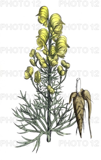 European poisonous plants, poisonous aconite, Aconite anthora, digitally restored reproduction from a 19th century original, exact date of presentation unknown, historical