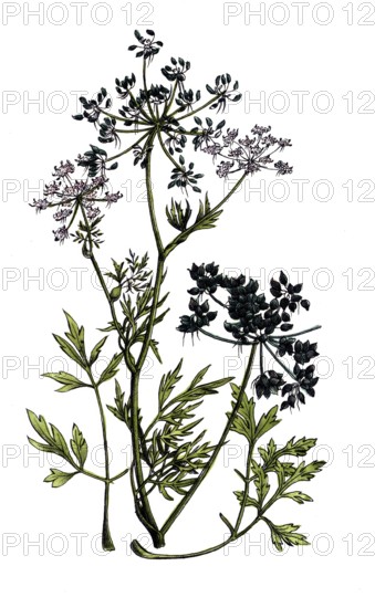 European poisonous plants, dog parsley, Aethusa cynapium, digitally restored reproduction from a 19th century original, exact date of presentation unknown, historical