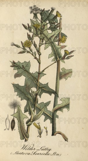 European poisonous plants, prickly lettuce, Lactuca serriola, authentic, digitally restored reproduction from a 19th century original, Eduard Winkler (1799-1862), book All poisonous plants in Germany, exact date of depiction unknown, historical