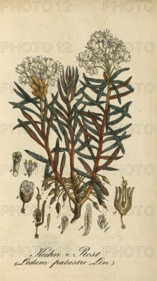 European poisonous plants, swamp pore, Rhododendron tomentosum, Ledum palustre, authentic, digitally restored reproduction from a 19th century model, Eduard Winkler (1799-1862), book All poisonous plants in Germany, exact date of depiction unknown, historical