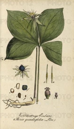 European poisonous plants, four-leaved huckleberry, Paris quadrifolia, authentic, digitally restored reproduction from a 19th century original, Eduard Winkler (1799-1862), book All poisonous plants in Germany, exact date of depiction unknown, historical