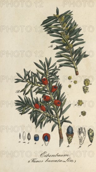 English yew, Taxus baccata, authentic, digitally restored reproduction from a 19th century original, Eduard Winkler (1799-1862), book All poisonous plants in Germany, exact date of depiction unknown, Historical