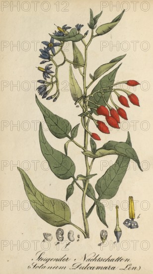 European poisonous plants, bittersweet nightshade, Solanum dulcamara, authentic, digitally restored reproduction from a 19th century original, Eduard Winkler (1799-1862), book All poisonous plants in Germany, exact date of depiction unknown, Historical