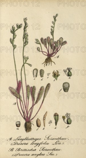 European poisonous plants, English sundew, Drosera anglica, Drosera longifolia, authentic, digitally restored reproduction from a 19th century original, Eduard Winkler (1799-1862), book All poisonous plants in Germany, exact date of depiction unknown, Historical