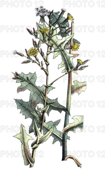 European poisonous plants, spiny lettuce, Lactuca serriola, digitally restored reproduction from a 19th century original, exact date of presentation unknown, historical