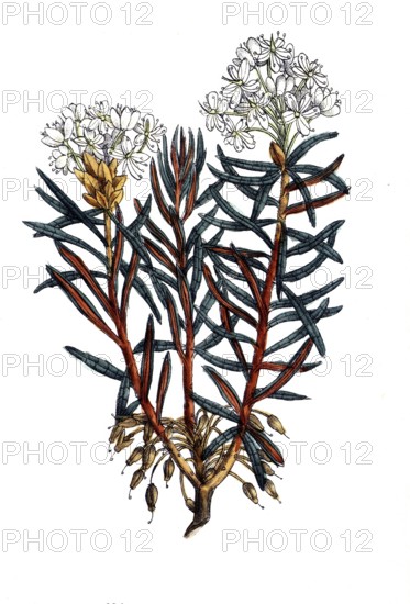 European poisonous plants, swamp porch, rhododendron tomentosum, Ledum palustre, digitally restored reproduction from a 19th century original, exact date of depiction unknown, historical