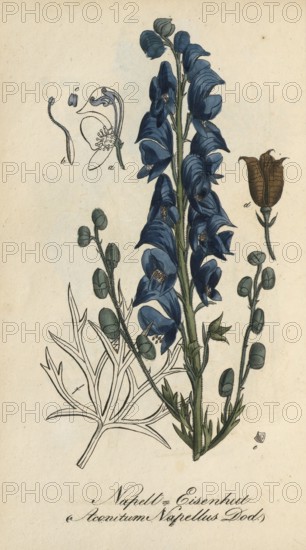 European poisonous plants, aconite, Aconitum napellus, authentic, digitally restored reproduction from a 19th century model, Eduard Winkler (1799-1862), book All poisonous plants in Germany, exact date of depiction unknown, historical