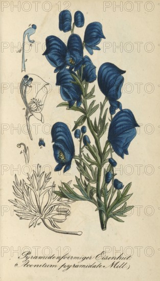 European poisonous plants, Aconitum pyramidale, aconite species with pyramidal inflorescence, authentic, digitally restored reproduction from a 19th century model, Eduard Winkler (1799-1862), book All poisonous plants in Germany, exact date of depiction unknown, historical