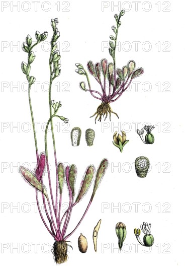 European poisonous plants, long-leaf sundew, Drosera anglica, Drosera longifolia, digitally restored reproduction from a 19th century model, exact date of depiction unknown, historical