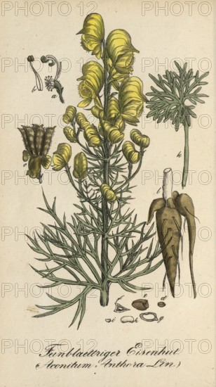 European poisonous plants, poison aconite, Aconitum anthora, authentic, digitally restored reproduction from a 19th century original, Eduard Winkler (1799-1862), book All poisonous plants in Germany, exact date of depiction unknown, historical