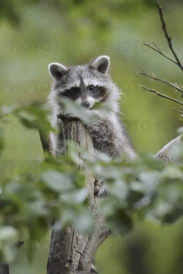 Raccoon (Procyon lotor), young in a tree, North Rhine-Westphalia, Germany