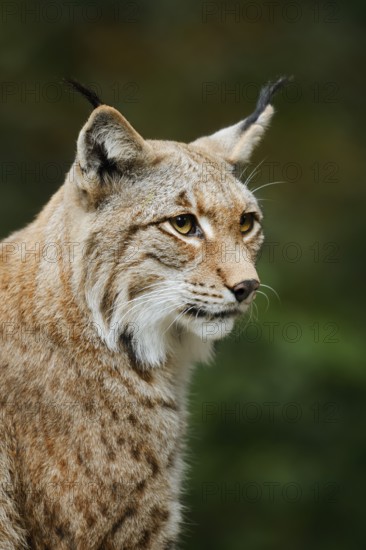 Eurasian lynx (Lynx lynx), portrait, captive, Germany