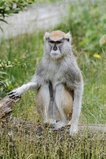 Western hussar monkey (Erythrocebus patas patas), captive, occurring in western and central Africa