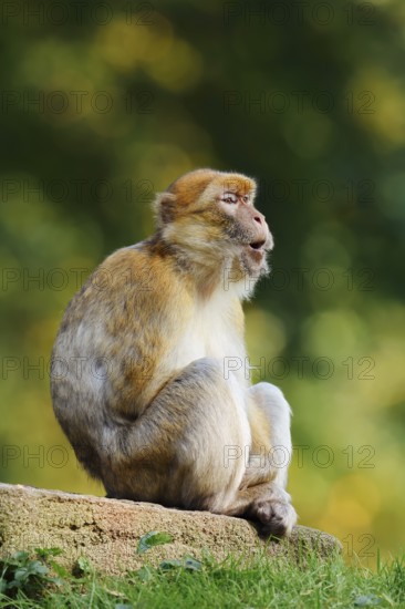 Barbary macaque or magot (Macaca sylvanus), captive, occurring in Morocco