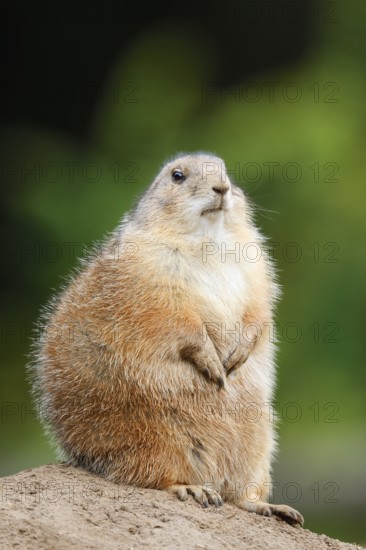 Black-tailed prairie dog (Cynomys ludovicianus) sitting upright on the burrow, North America