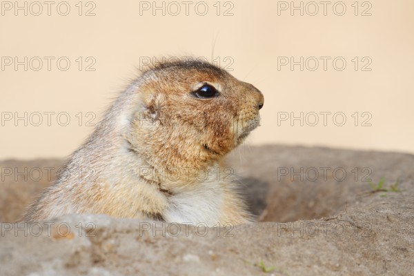 Black-tailed prairie dog (Cynomys ludovicianus) looking out of its den, North America