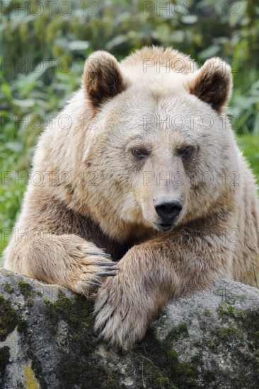 Syrian brown bear (Ursus arctos syriacus), captive, Germany