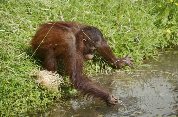 Bornean orangutan (Pongo pygmaeus), juvenile at a pond, captive, endemic to Borneo