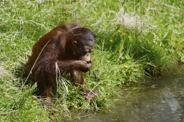 Bornean orangutan (Pongo pygmaeus), young animal drinking water from a pond, captive, endemic to Borneo