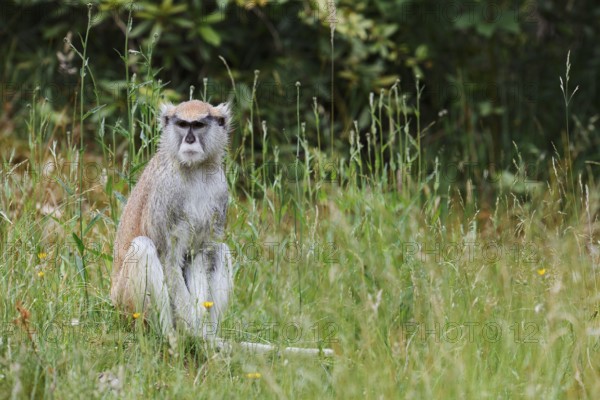 Western hussar monkey (Erythrocebus patas patas), captive, occurring in western and central Africa