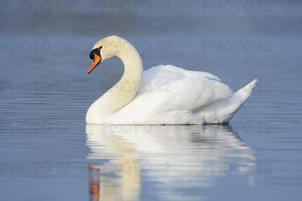 Mute swan (Cygnus olor), North Rhine-Westphalia, Germany