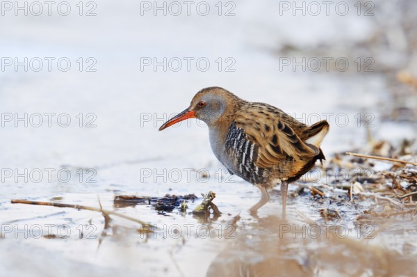 Water rail (Rallus aquaticus) in winter, North Rhine-Westphalia, Germany