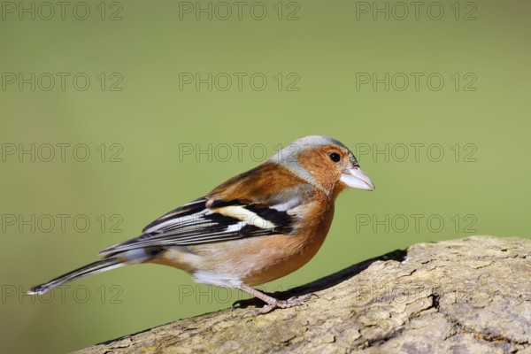 Chaffinch (Fringilla coelebs), male, North Rhine-Westphalia, Germany