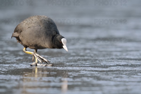 Eurasian Coot or coot rail (Fulica atra) on the ice surface of a lake in winter, North Rhine-Westphalia, Germany