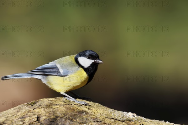 Great Tit (Parus major), North Rhine-Westphalia, Germany