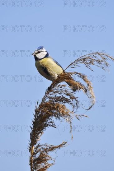Blue tit (Cyanistes caeruleus, Parus caeruleus) sitting on reeds (Phragmites australis), North Rhine-Westphalia, Germany
