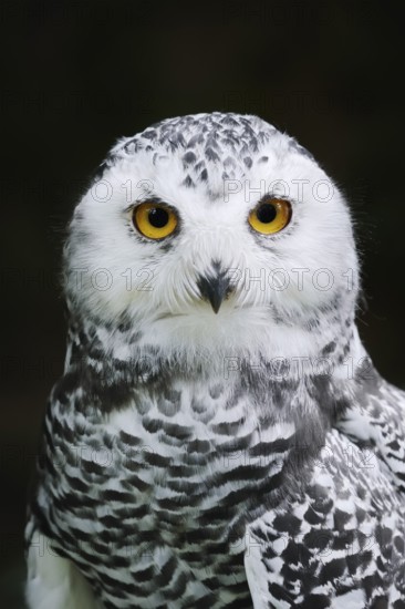 Snowy Owl (Bubo scandiacus, Nyctea scandiaca), immature, portrait, captive, Germany