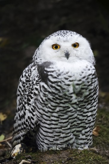 Snowy Owl (Bubo scandiacus, Nyctea scandiaca), immature, captive, Germany