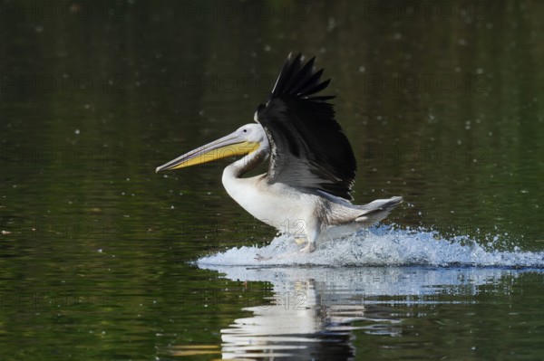 Pink pelican (Pelecanus onocrotalus) landing in the water, immature, Greece