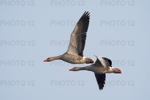 Greylag geese (Anser anser) flying, North Rhine-Westphalia, Germany