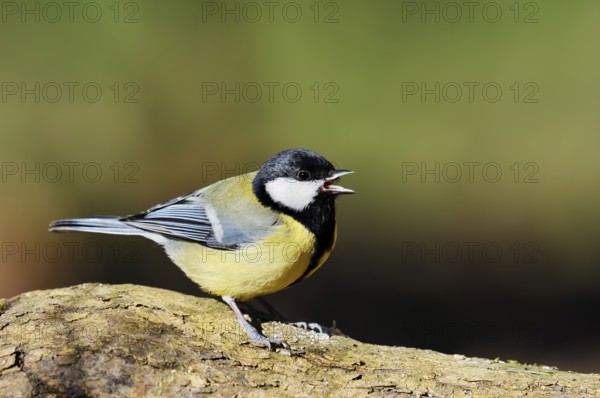 Great tit (Parus major), calling, North Rhine-Westphalia, Germany