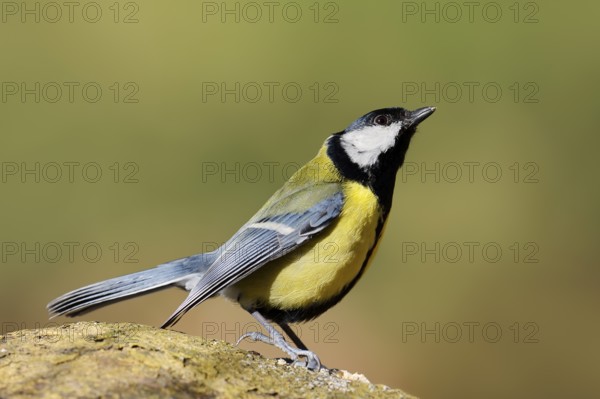 Great tit (Parus major), threatening gesture, North Rhine-Westphalia, Germany