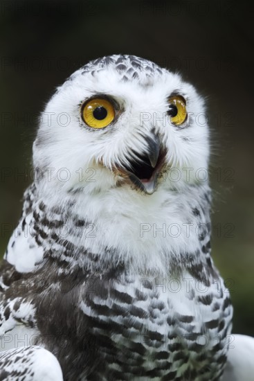 Snowy Owl (Bubo scandiacus, Nyctea scandiaca), immature, calling, portrait, captive, Germany