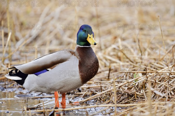 Mallard (Anas platyrhynchos), drake, North Rhine-Westphalia, Germany