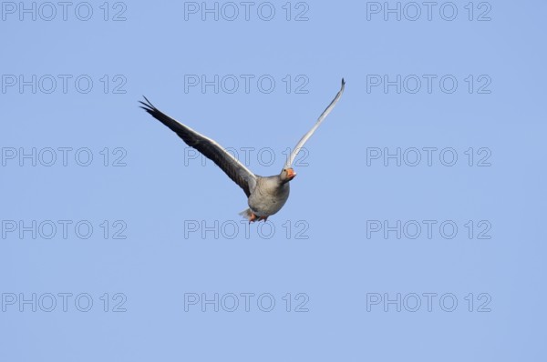 Greylag goose (Anser anser), flying, North Rhine-Westphalia, Germany