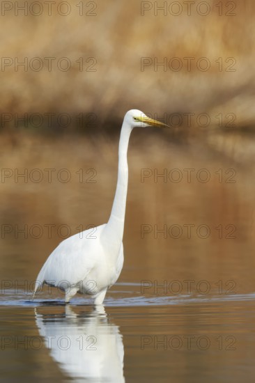Great White Egret (Ardea alba) standing in the water, North Rhine-Westphalia, Germany