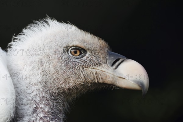 Barred vulture (Gyps rueppelli), portrait, captive, occurrence in Africa