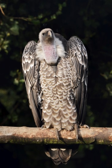 Barred vulture (Gyps rueppelli) perched on a branch, captive, occurring in Africa
