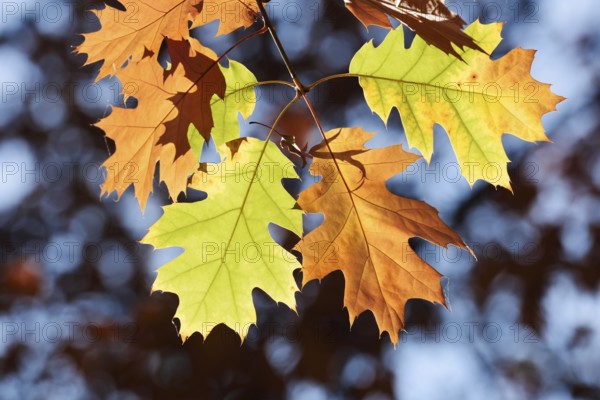 American red oak (Quercus rubra), leaves in autumn, North Rhine-Westphalia, Germany