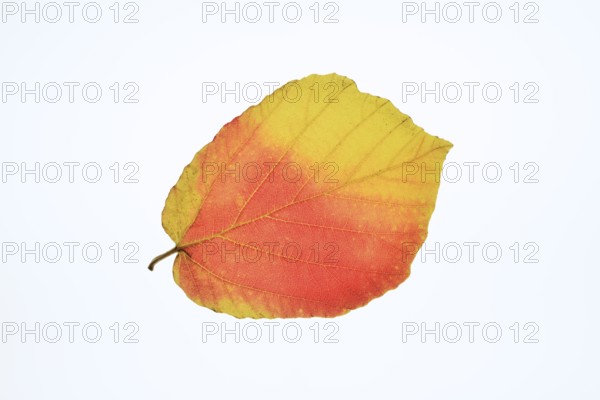 Persian ironwood (Parrotia persica), leaf in autumn on a white background, North Rhine-Westphalia, Germany