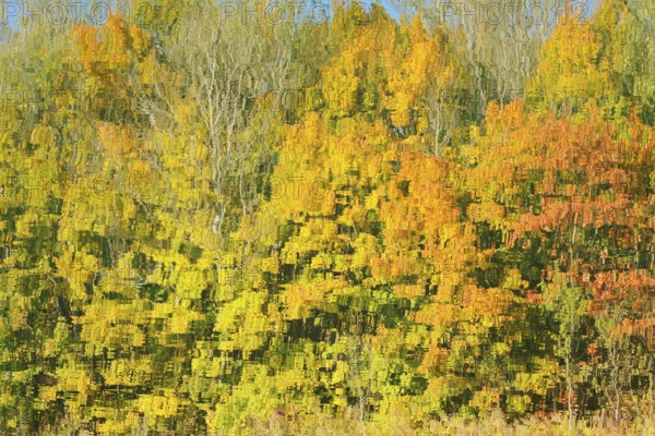 Deciduous trees in autumn are reflected in a lake, North Rhine-Westphalia, Germany