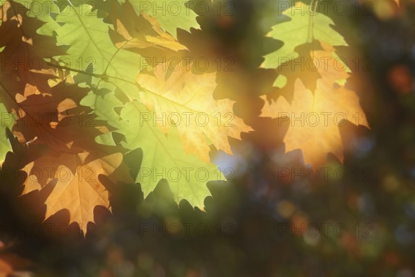 American red oak (Quercus rubra), leaves in autumn, double exposure, North Rhine-Westphalia, Germany
