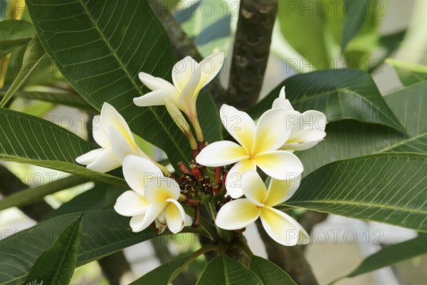 Frangipani or temple tree (Plumeria rubra), flowers of the white-flowered form, native to Central America and South America