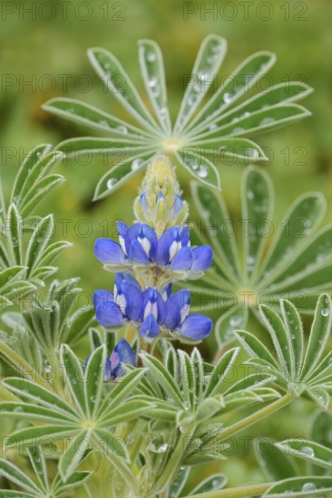 Lupine (Lupinus cosentinii), inflorescence and leaves, Algarve, Portugal