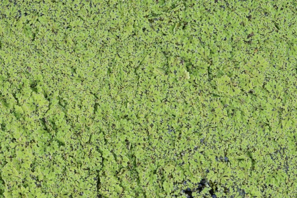 Azolla cristata (Azolla caroliniana), neophyte in Europe, North Rhine-Westphalia, Germany